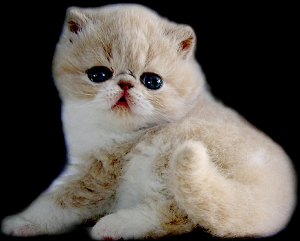 波斯猫2.jpg