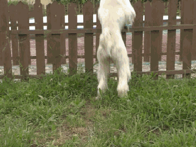 0 (2).gif
