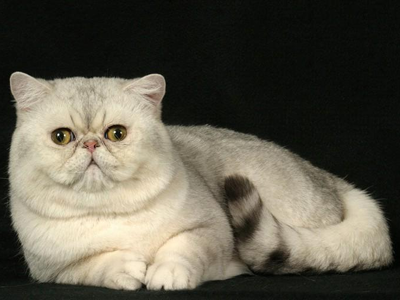 1476857693647924.png 异国短毛猫222.png