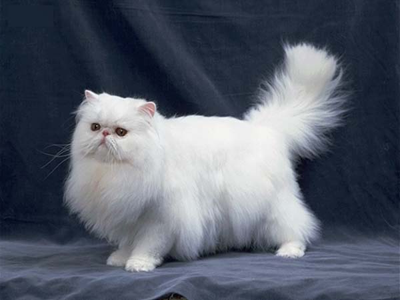 1478670282834223.png 波斯猫.png