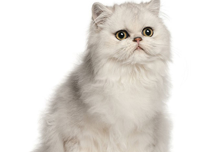 波斯猫4.jpg