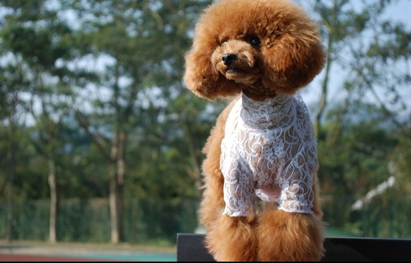 泰迪犬 (6).jpg