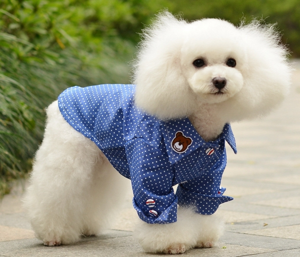 泰迪犬 (10).jpg